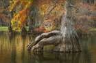 Bald cypress trees reflecting autumn colors in southern swamp, Caddo Lake, Texas. Art Print